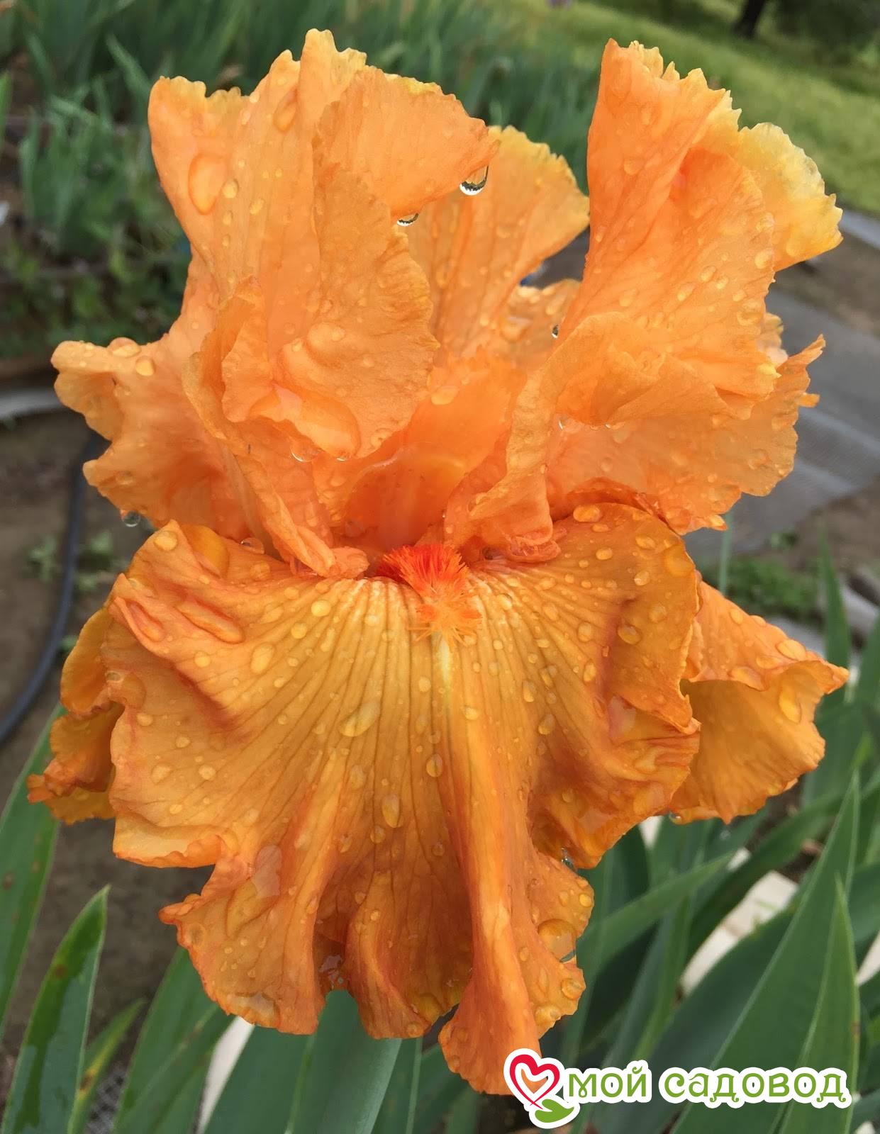 ИРИС ГЕРМАНСКИЙ ОРАНЖ (БОРОДАТЫЙ)