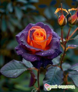 Роза Рэй Оф Хоуп